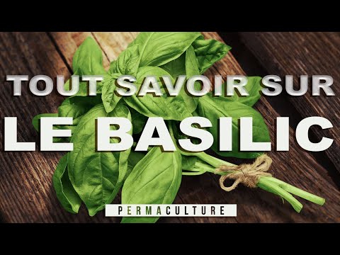 Vidéo: Informations sur la culture des graines de basilic