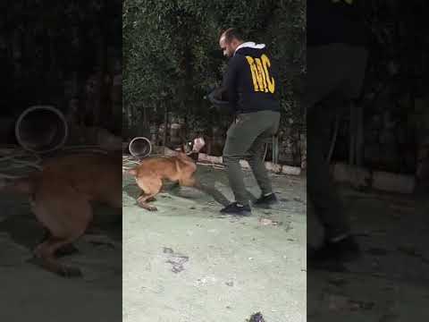 احسن كلب مالينو في مصر بدون مبالغه ابن چاكس بطل مصر