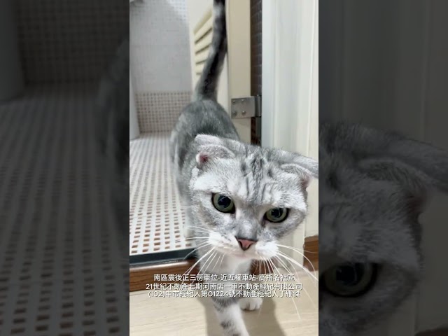 Hana愛剪 - 寵物影片-房仲開箱