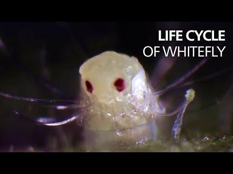 Life cycle of whitefly