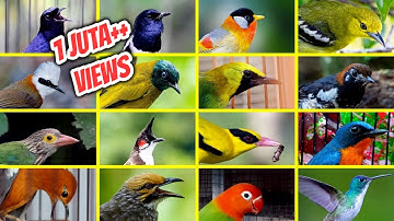 42 Jenis Burung Kicau Populer di Indonesia Beserta Suaranya (LENGKAP)