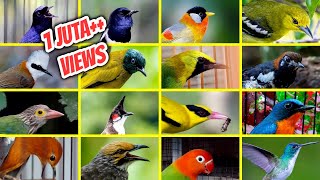 42 Popular Types of Chirping Birds