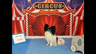 The Circus Caper featuring KaChing!   2023 AKC Trick Dog National Competition