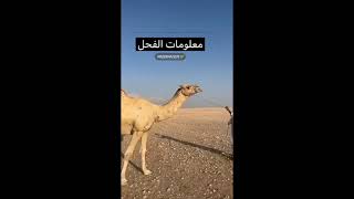 تغطية زمول خالد محمد الكواري