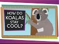 How Do Koalas Stay Cool? | Animal Science for Kids