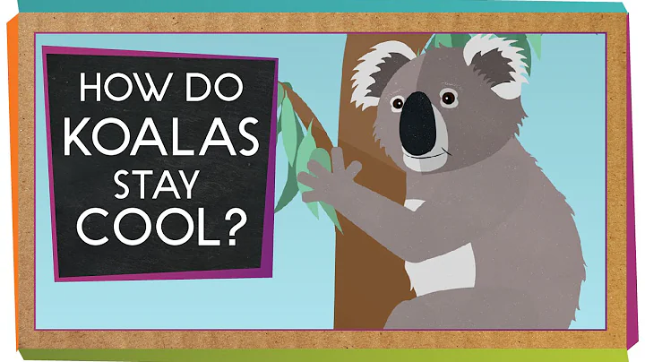How Do Koalas Stay Cool? | Animal Science for Kids