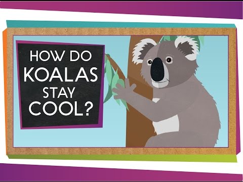 How Do Koalas Stay Cool?