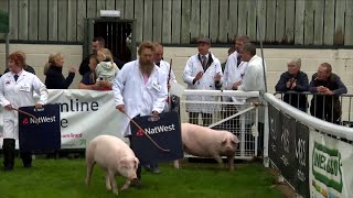 Moch Cymreig - Banwes ifanc | Welsh Pig Gilts