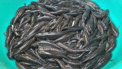 Bài mồi không đồng và cách đặc cá bống dừa dính nhiều nhất về làm bữa cơm dân dã | Cldv #393