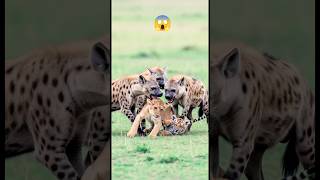 Will a Lion and Tiger Save Their Cubs from Hyenas❓#lion #tiger #wildlife #rescue #heyna