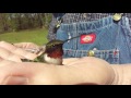 Hummingbird rescue!