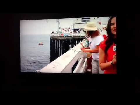 Shark Week 2013