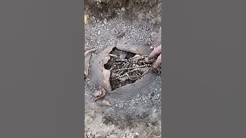 Treasure Hunt [ GOLD ] Using Metal Detecting #treasurehunt #metaldetecting #shorts