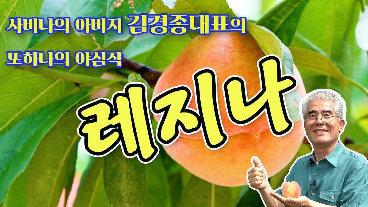 사비나아버지 김경종대표의 또하나의 야심작 레지나 #복숭아 #김경종 #사비나 #레지나 #희송농장