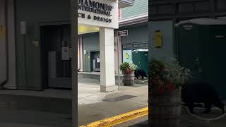 Black Bears Casually Walking through Downtown