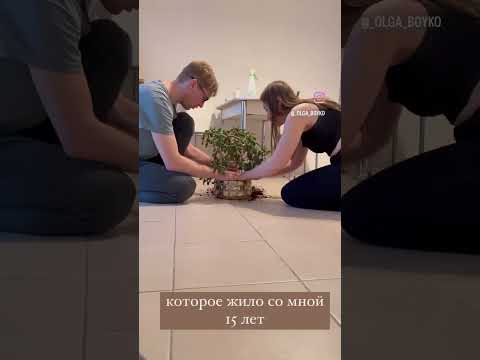 У меня было денежное дерево...