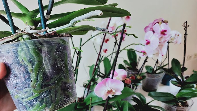 Tukli mushuklar havaskor fotosurati Yosh jinsiy aloqa