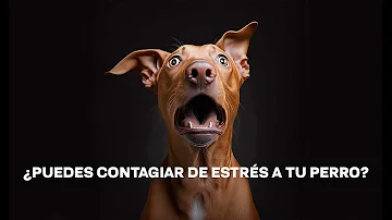 ¿Pueden los perros percibir el estrés humano?