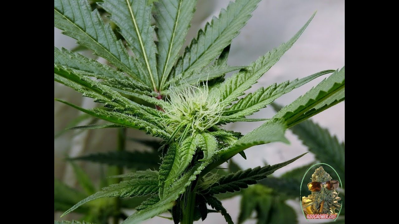 BLACK BANANA AND MAC 1 SOG DAY 21 LEAF STRIPPING