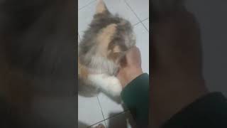Tanda-Tanda Kucing Birahi