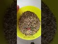 سهره سایره چوکر  