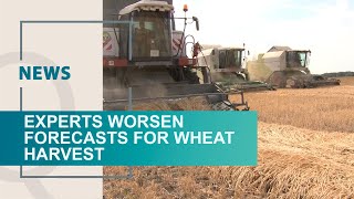 Experts worsen forecasts for wheat harvest. Qazaq TV News