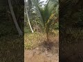 Napak tilas bekas rumah kelahiran yg tinggal kebon kosong 😭