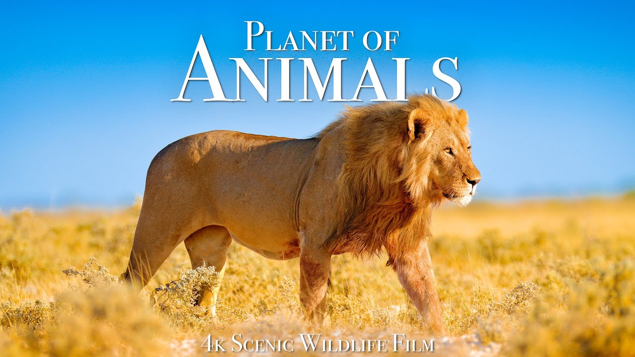 Animal Planet 4K   Scenic Wildlife Film With Inspiring Music