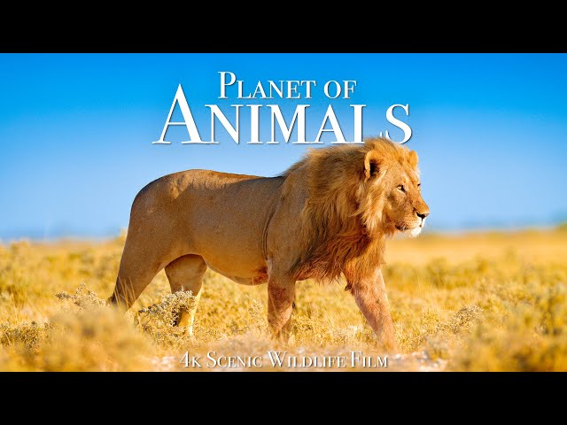 Animal Planet 4K - Scenic Wildlife Film With Inspiring Music class=