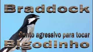 Bigode Braddock canto mateiro agressivo para tocar os machos ao redor gravado ao vivo em HQ