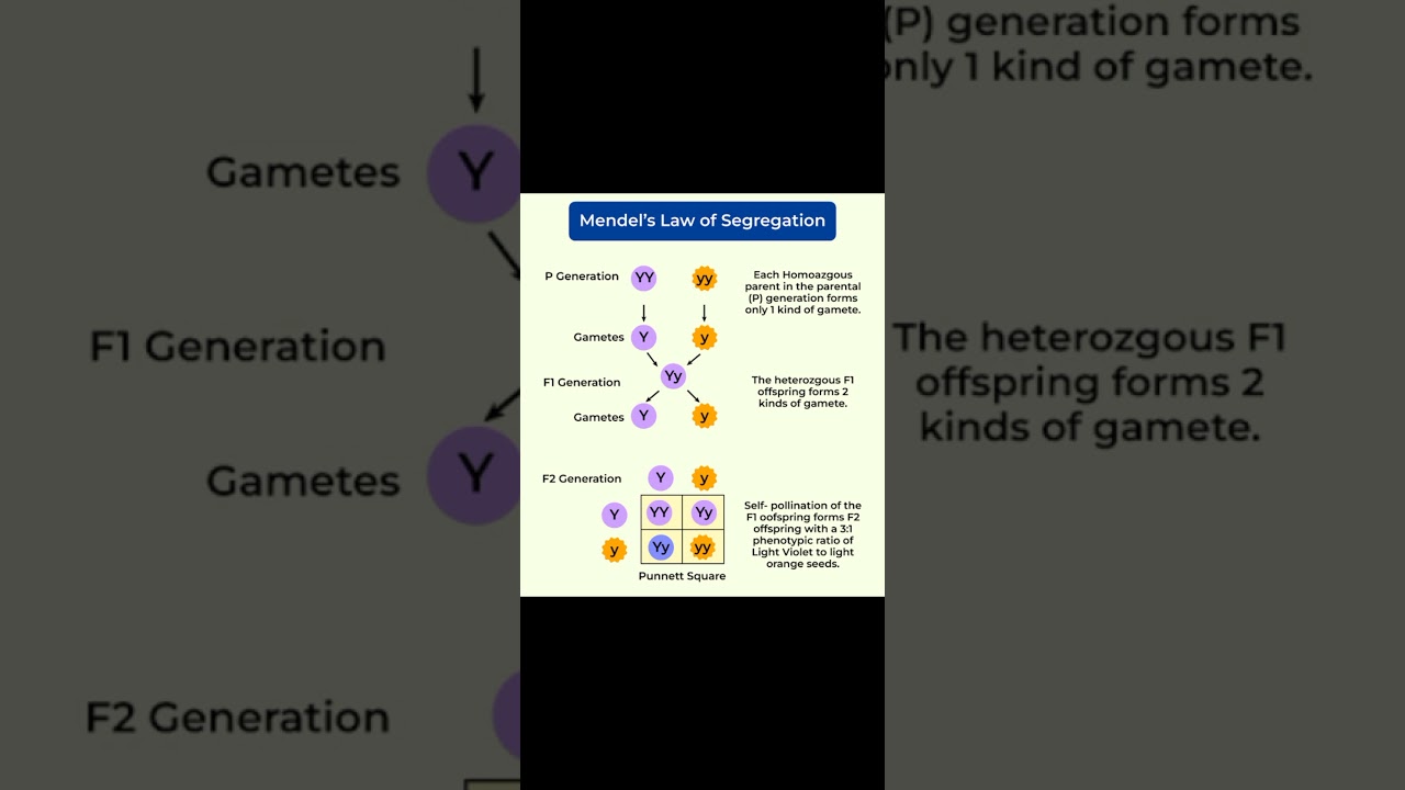 Quick revision series: Mendel's Law of segregation