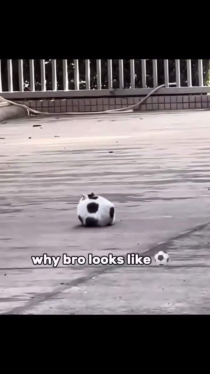 Kittyo getting in the ball form like yo
