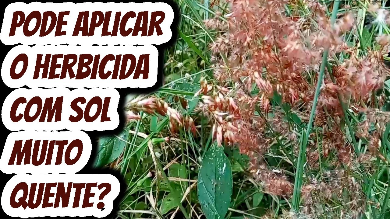 Pode Aplicar O Herbicida Mata Mato Roundup randap Com Sol Quente pode-aplicar-o-herbicida-mata-mato-roundup-randap-com-sol-quente