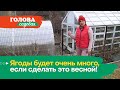 Голова садовая - Ягоды будет очень много, если сделать это весной!