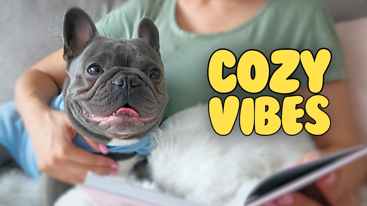 Уютный дождливый день с моим французским бульдогом.