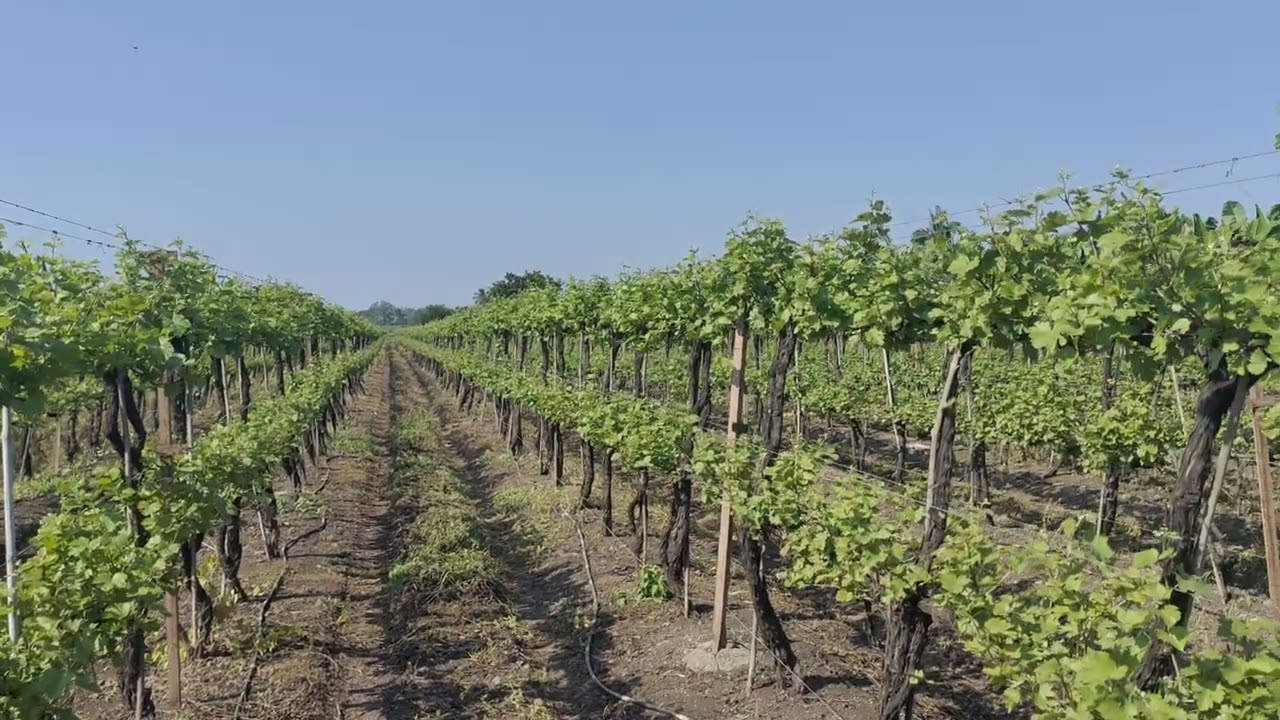Inline Irrigation System For Grapes