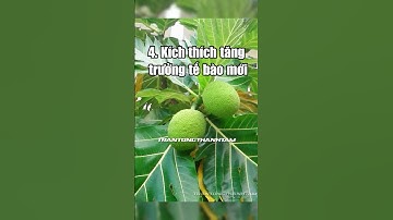 Ăn trái sa kê có tốt cho sức khỏe  #tamkhoedep #food #traicay #anuong