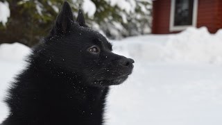 Jekku Schipperke's holiday   Jekku-schipperken loma by Jekku Schipperke 6,548 views 7 years ago 6 minutes, 47 seconds