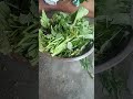 Mix leafly vegetables, greens, or potherbs #beautiful #nature #viral #shorts #assam #greens
