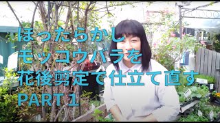 ♯100　ほったらかしモッコウバラを花後剪定で仕立て直す　　PERT.1