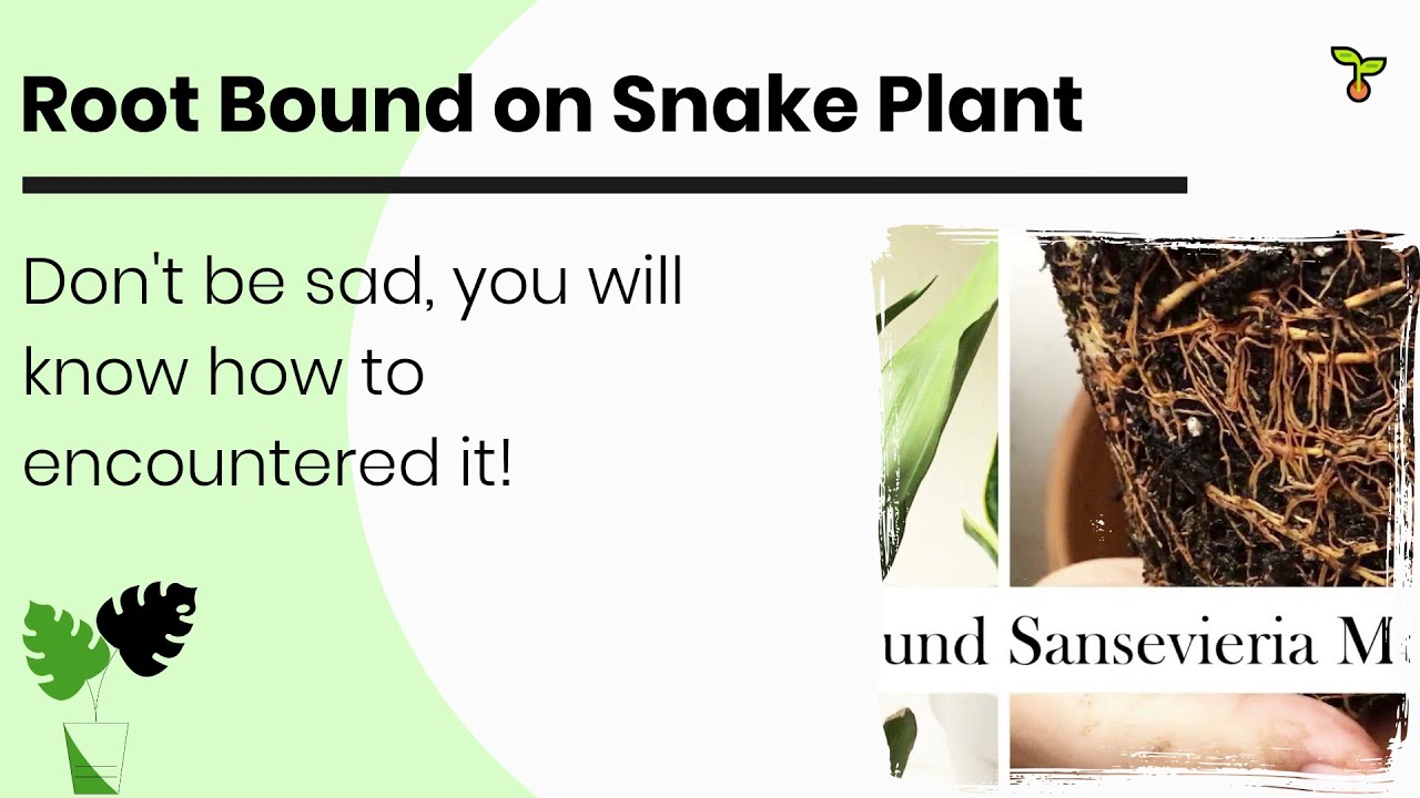 Root Bound on Snake Plant