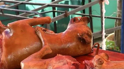 China celebrates dog meat festival in Yulin - DayDayNews