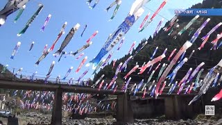 青い空を悠々と　こいのぼり3500匹泳ぐ　熊本・杖立温泉