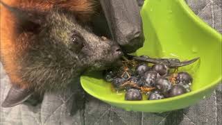 Toof part 6;  juvenile flying-fox in care days 4 and 5.