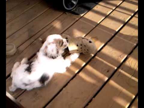 My dog eating my shoe!