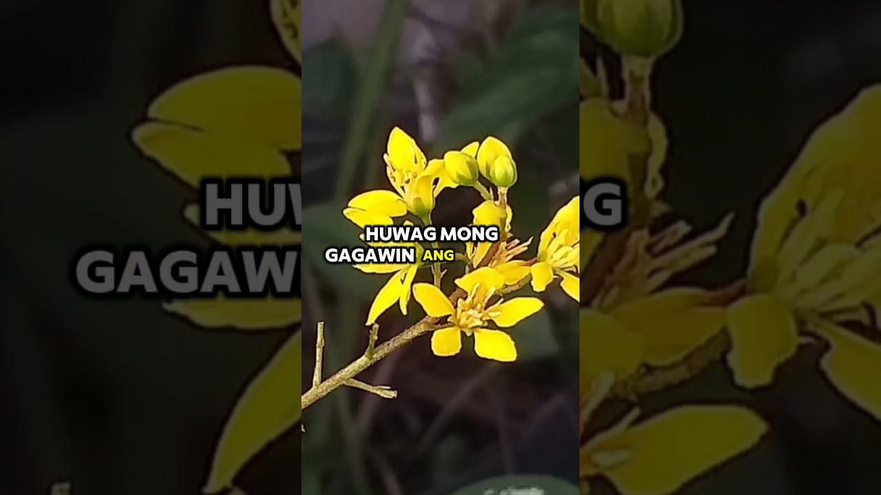 mua đồ chơi tình dục V888 - Alam ng Dios kung gaano kaganda ang puso mo