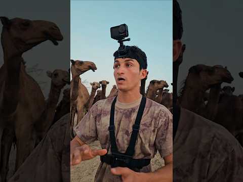 صلبوخ في وسط جمال الصحراء
