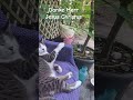 Meine Kater und das Wort Gottes