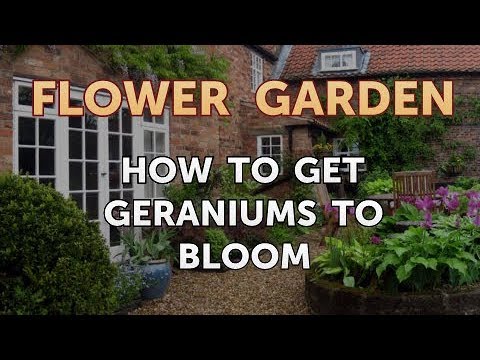Video: Why Doesn't Geranium Bloom? What If It Grows Up And Gives Foliage But Does Not Bloom? How To Fix The Problem And Make The Geranium Bloom?