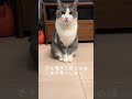 VIVANTより…猫でしょ！！【先生の愛猫スーちゃん】#cat #猫 #保護猫 #shorts